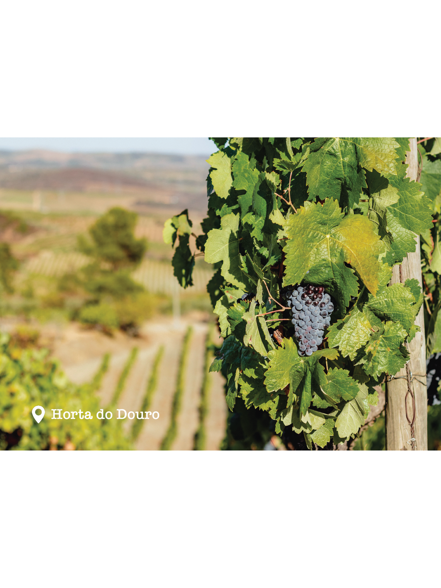 Vykort - Horta do Douro I